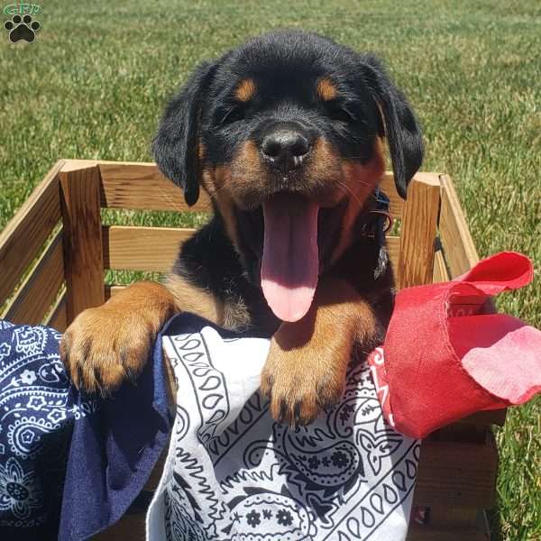 Brynn, Rottweiler Puppy